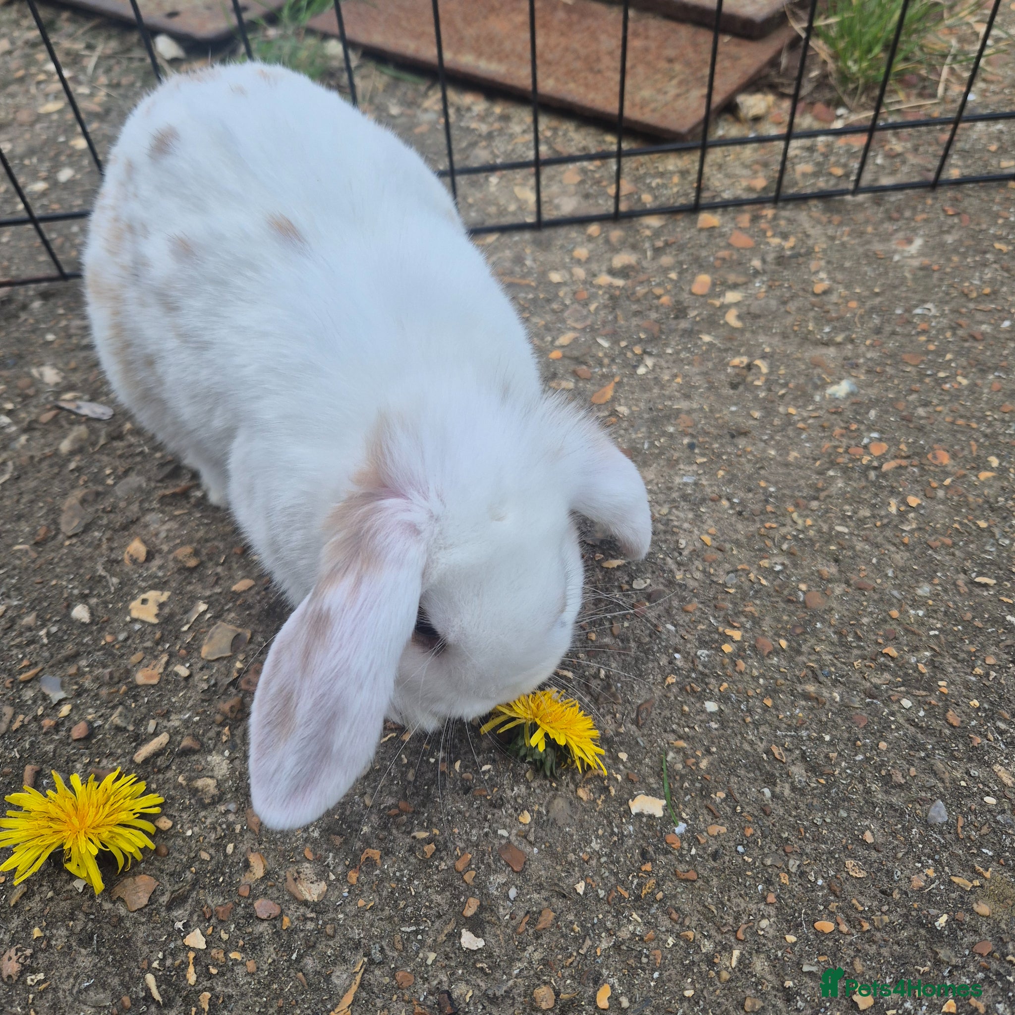 Mini Lop rabbits for sale: Gorgeous mini lop x Rex kits - Advert 1