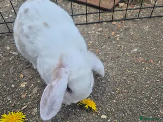 Mini Lop rabbits Gorgeous mini lop x Rex kits - Advert 13