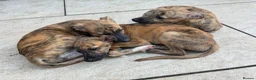 Mixed Breed dogs for sale: Whippet puppies for sale  in Swindon - Advert 15