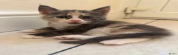 Maine Coon cats for sale: TORTOISESHELL MAINE COON X KITTENS - Advert 2
