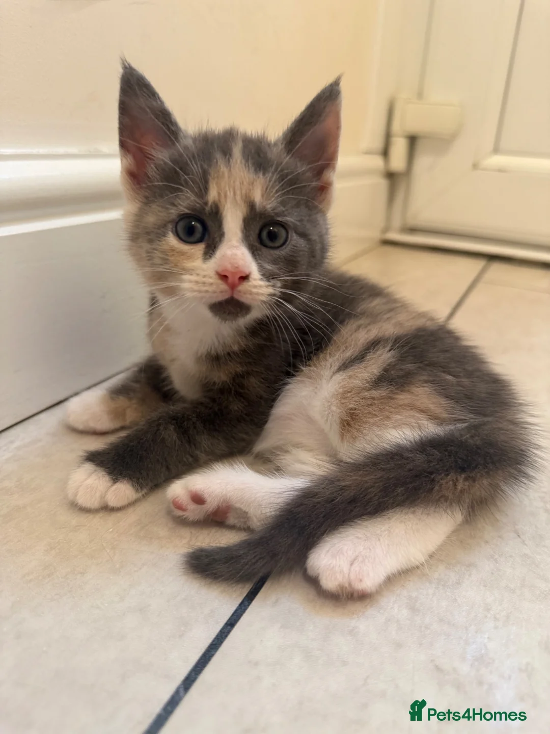 Maine Coon cats for sale: TORTOISESHELL MAINE COON X KITTENS - Advert 2