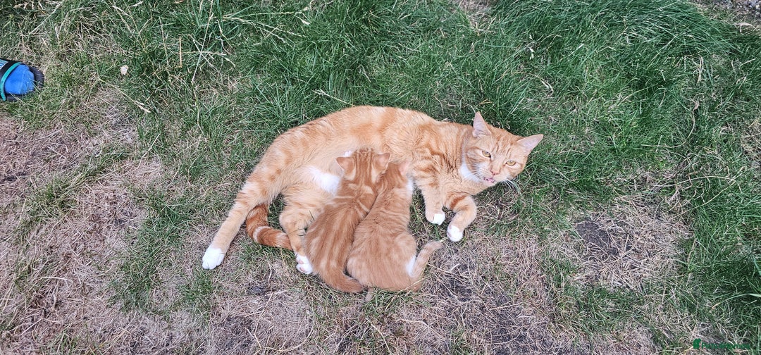 Mixed Breed cats for sale: Kittens  - Image 11