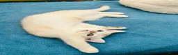 Scottish Fold cats for sale:  Kittens Ready for Their Forever Homes - Advert 10