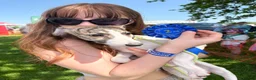 Whippet dogs for sale: EUROPEAN KC BRINDLE WHIPPET - Advert 3