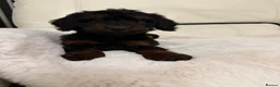 Cockapoo dogs for sale: Cockapoo puppys  - Advert 7
