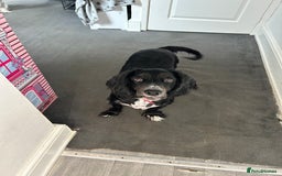 Cocker Spaniel dogs for sale: Cocker Spaniel for sale  - Image 1