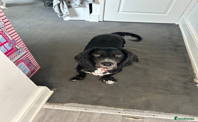 Cocker Spaniel dogs - Advert 10