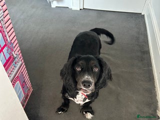 Cocker Spaniel dogs - Advert 1