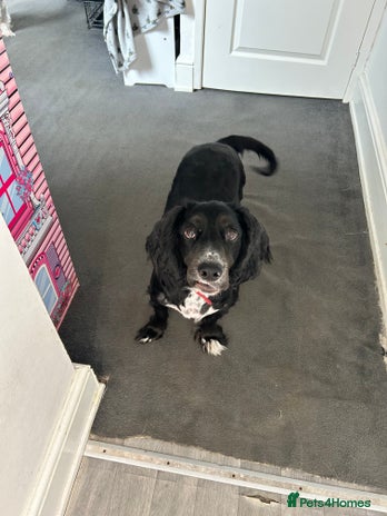 Cocker Spaniel dogs - Advert 1