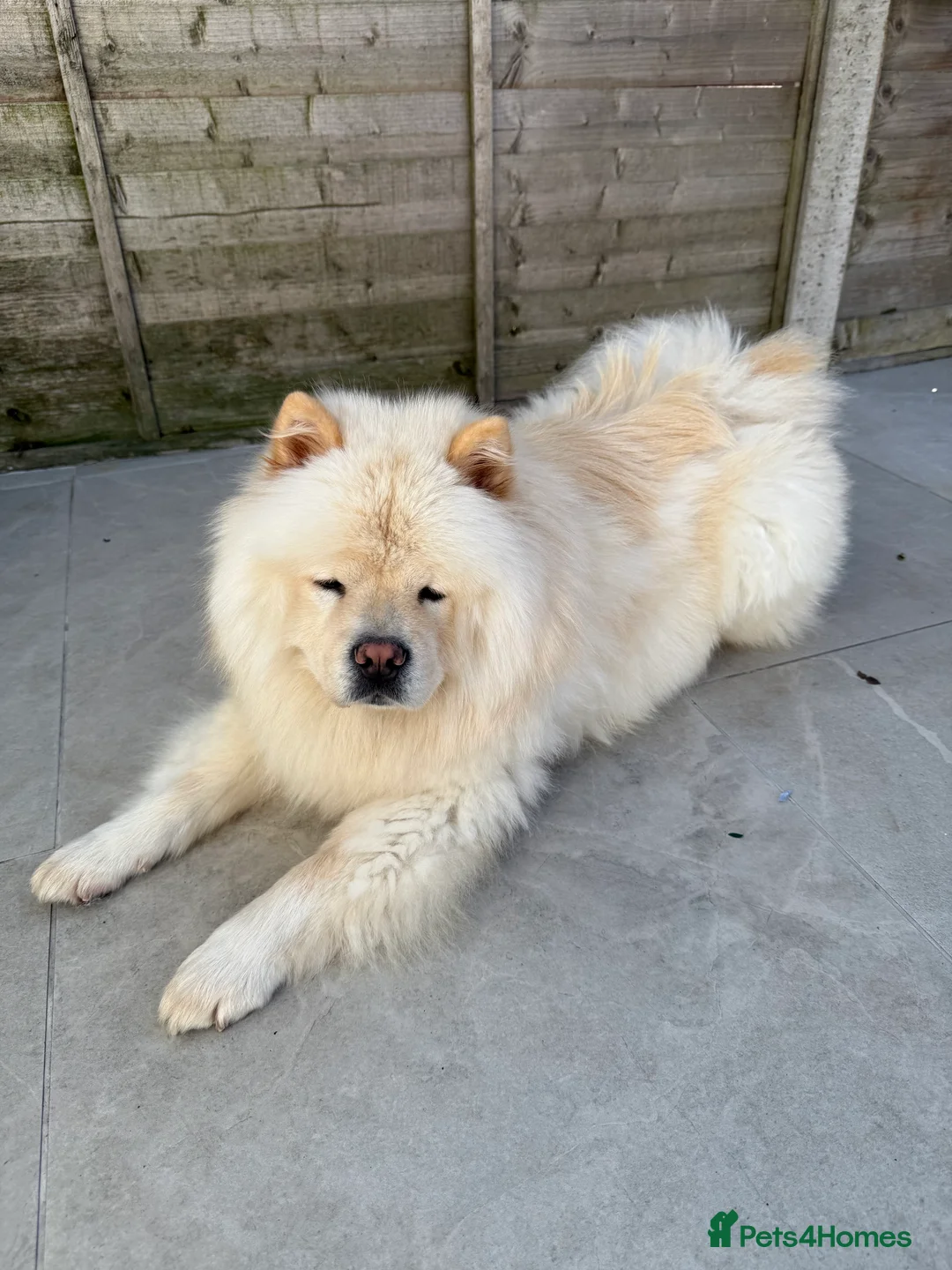 Chow Chow dogs for sale: Chow chow For Sale in London - Advert 2