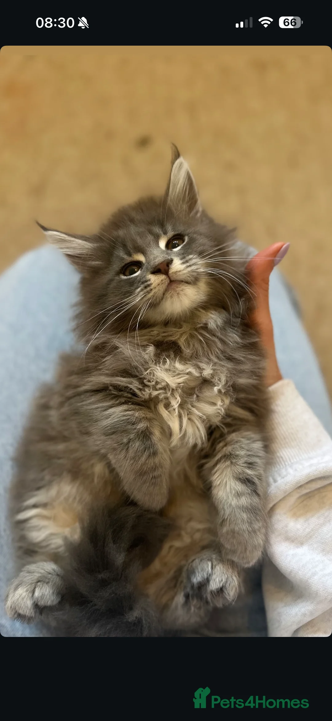 Maine Coon cats for sale: 2 Maine coon TICA reg females✨ - Advert 3