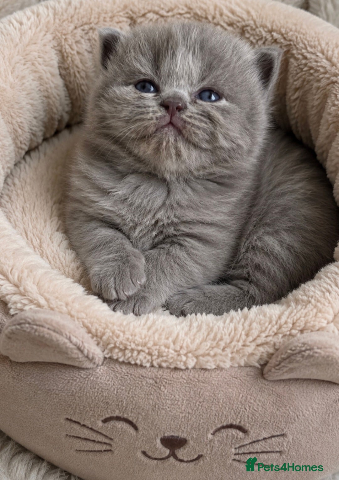British Shorthair cats Beautiful champion GCCF British Shorthair Kittens - Advert 3