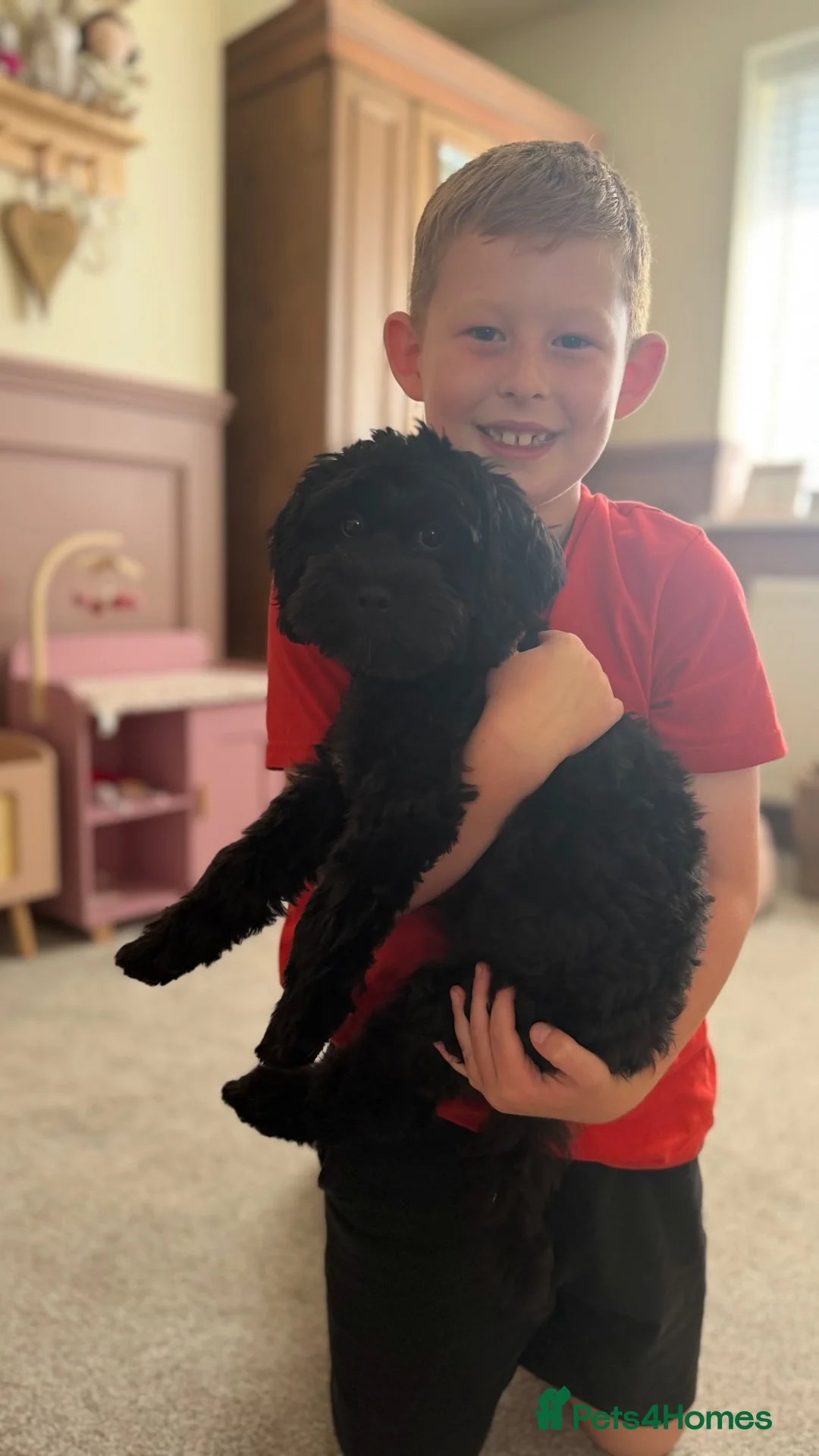 Shihpoo dogs for sale: Beautiful 6 month old Wilbur 💙 - Advert 15