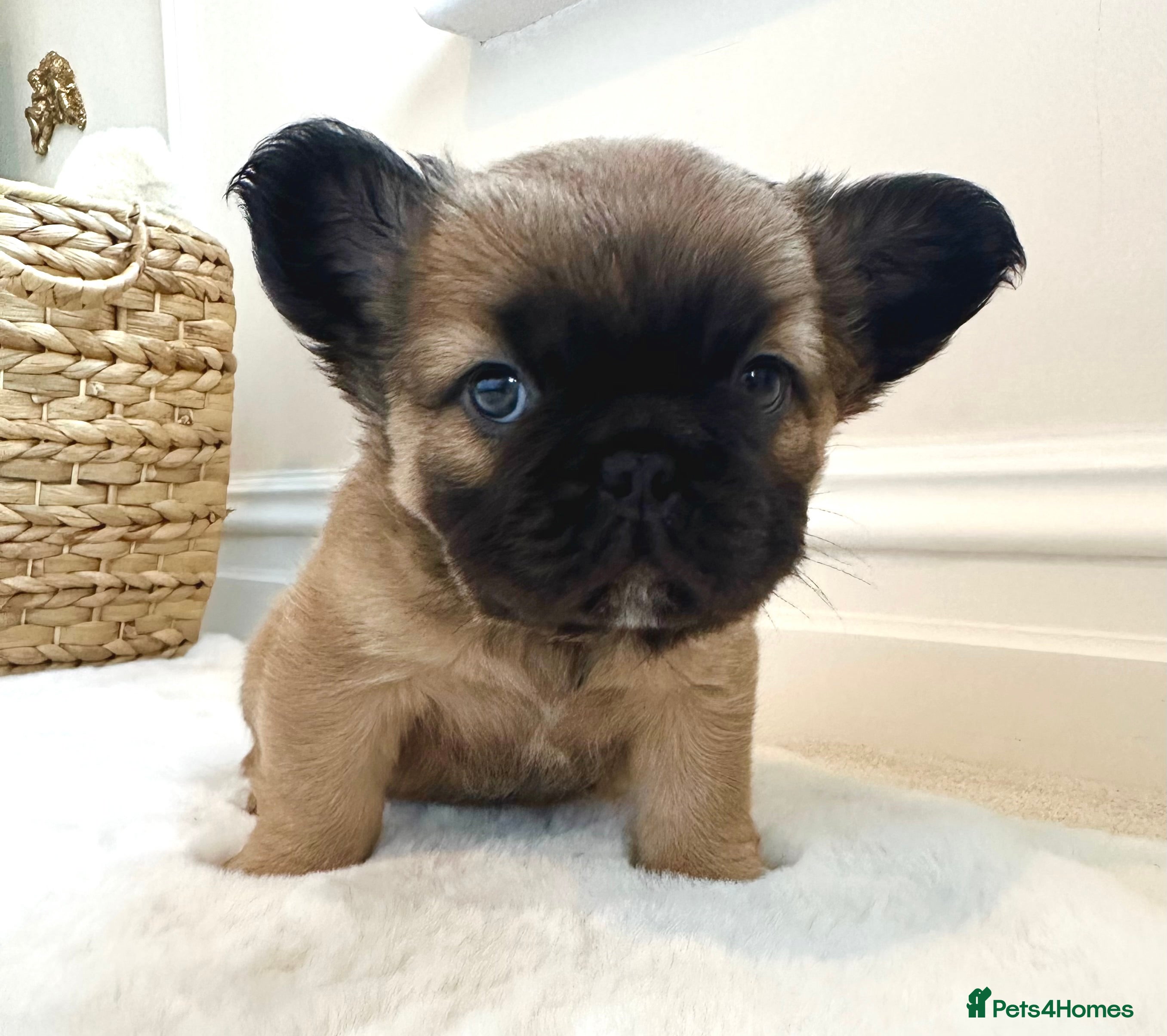 French Bulldog dogs Beautiful fluffy boys frenchie Puppies  - Advert 7