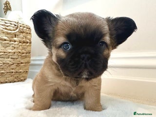 French Bulldog dogs Beautiful fluffy boys frenchie Puppies - Advert 4