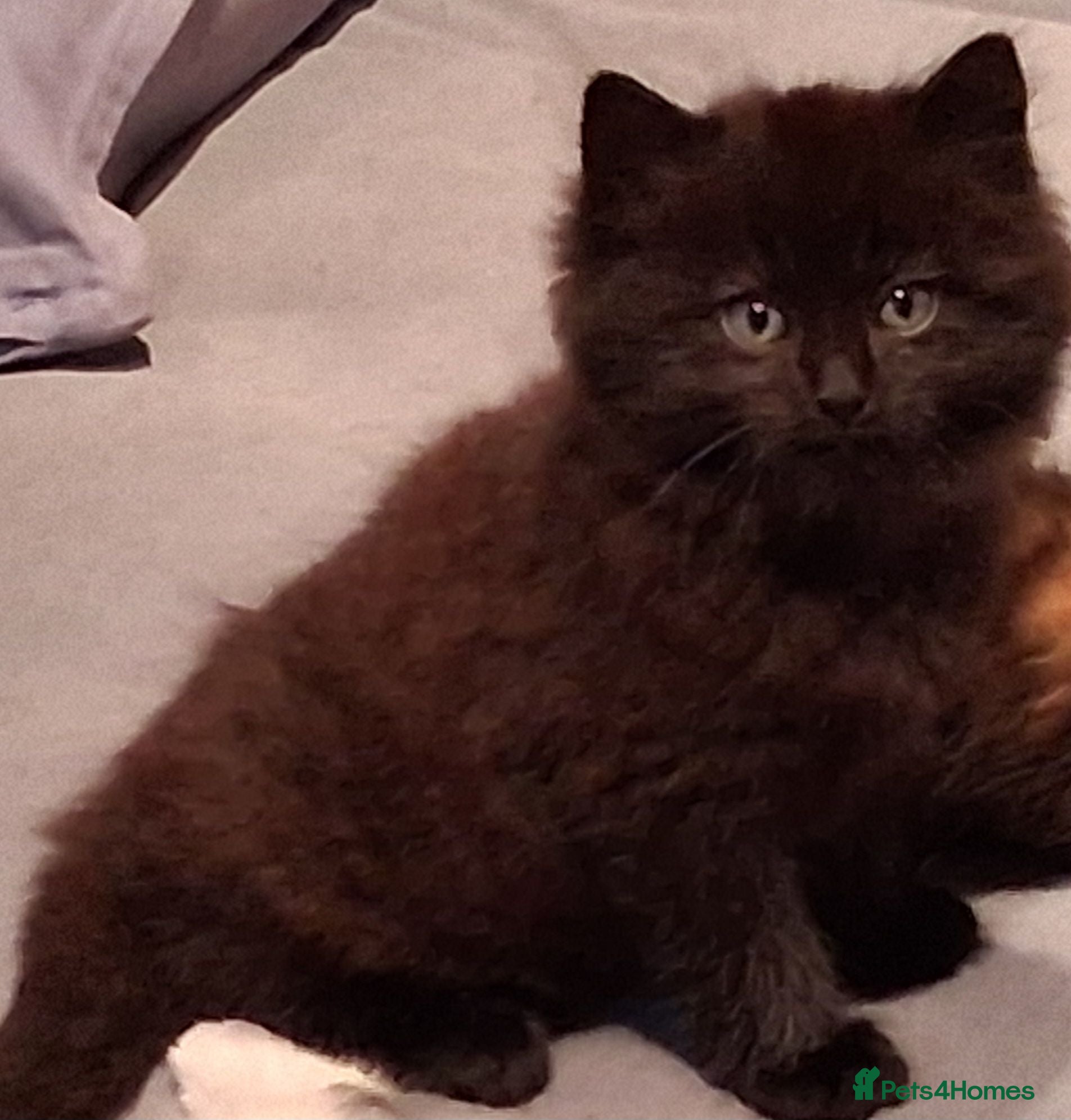 Mixed Breed cats 4 BLACK Fluffy (Longhaired)  KITTENS - all boys - Advert 2