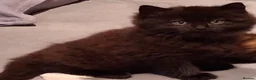 Mixed Breed cats for sale: 2 BLACK Fluffy (Longhaired)  - 3 boys 1 girl - Advert 1
