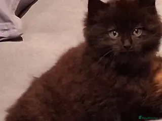 Mixed Breed cats 2 BLACK Fluffy (Longhaired) - 3 boys 1 girl - Advert 11