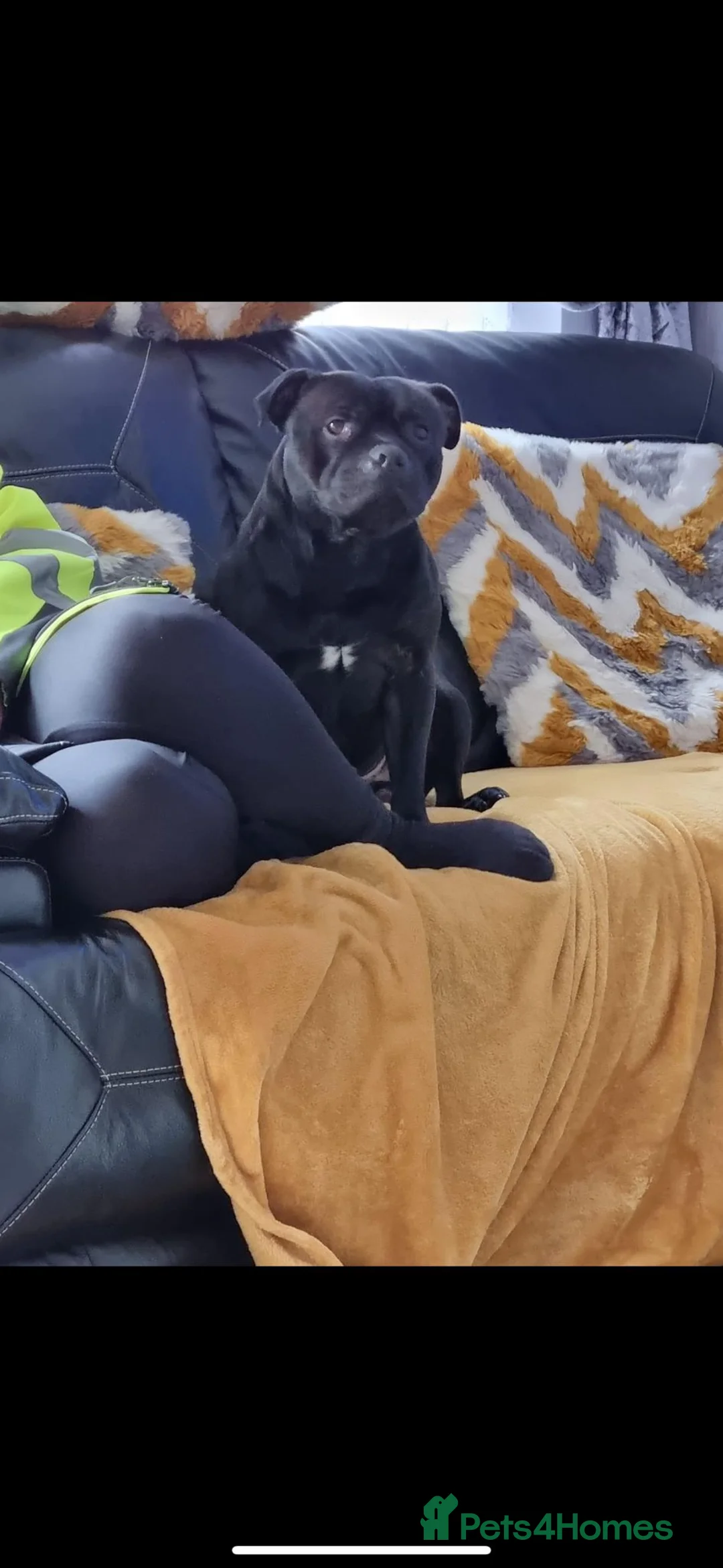 Staffordshire Bull Terrier dogs for stud: STORM FOR STUD in Newton Aycliffe - Advert 20