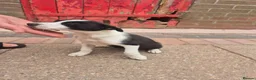 Border Collie dogs for sale: Farm bred border collies  - Advert 3