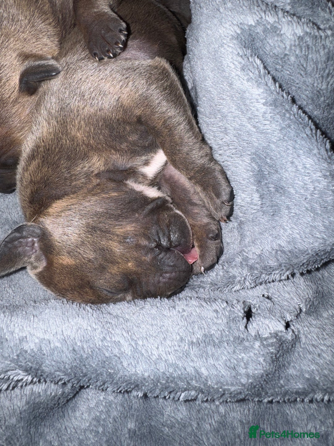 Staffordshire Bull Terrier dogs for sale: 2 blue male staff, 1 brindle girl staff  - Image 6