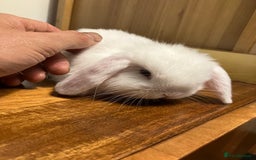 Mini Lop rabbits for sale: Mini Lop Bunnies for sale - Image 15