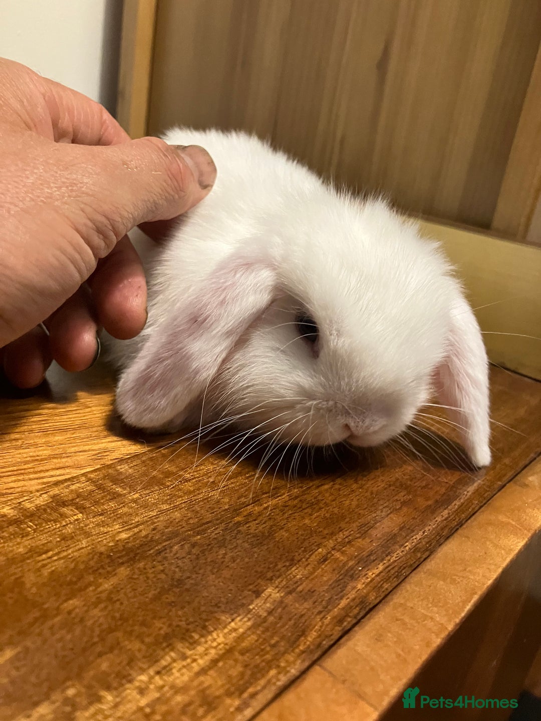 Mini Lop rabbits for sale: Mini Lop Bunnies for sale - Image 15