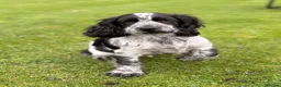 Cocker Spaniel dogs for sale: Cracking Cocker Boy  - Advert 2