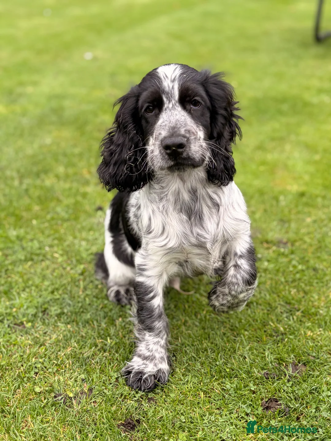 Cocker Spaniel dogs for sale: Cracking Cocker Boy  - Advert 2