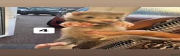 Ferret rodents for sale: ferret kits for sale  in Hereford - Advert 8