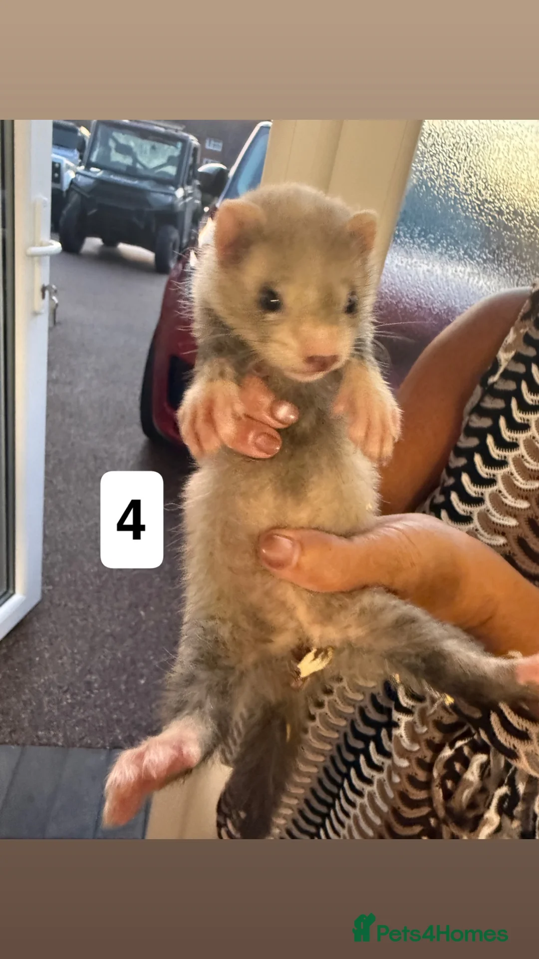 Ferret rodents for sale: ferret kits for sale  in Hereford - Advert 8
