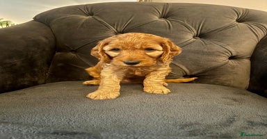 Cockapoo dogs - Advert 12