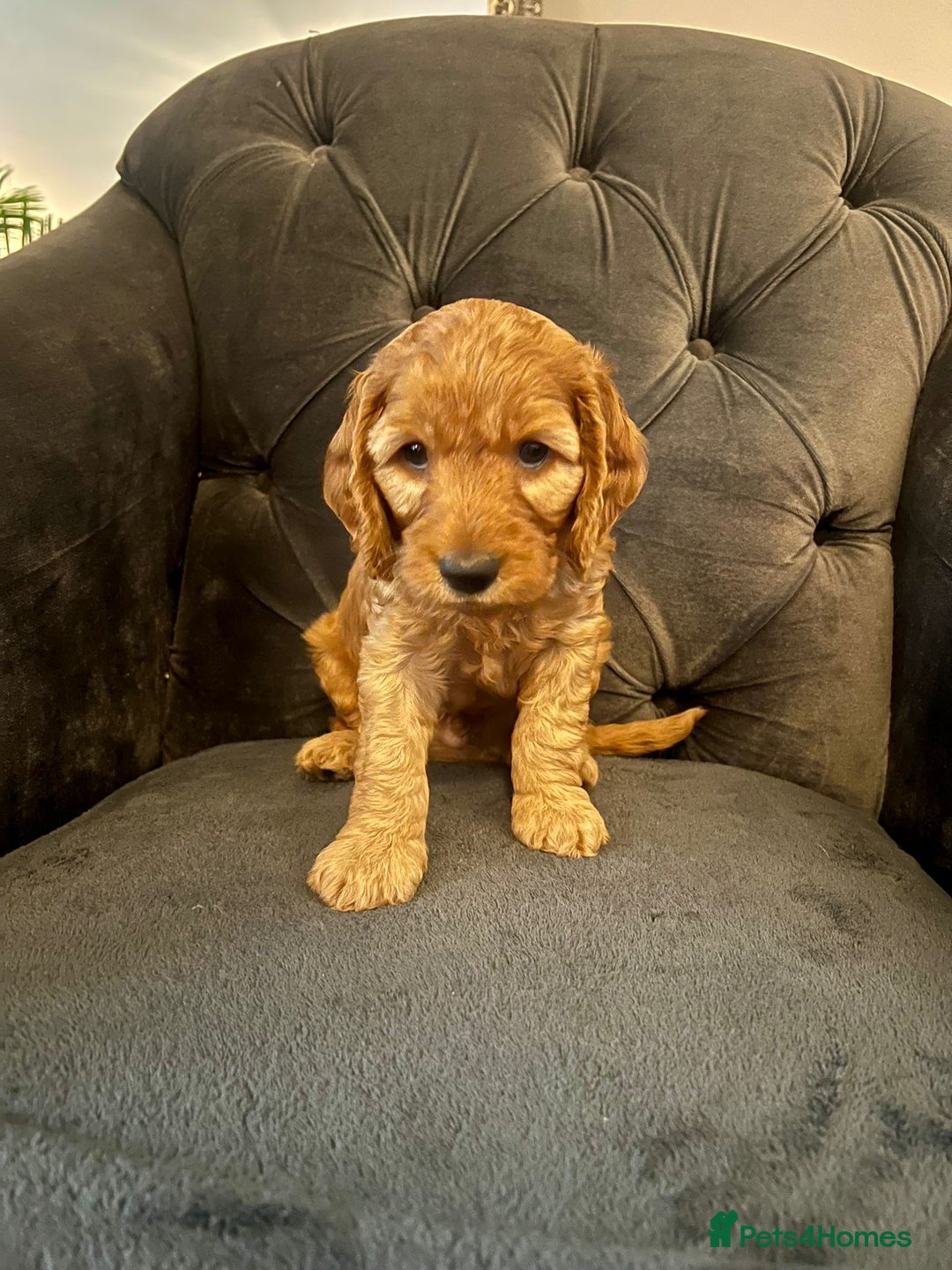Cockapoo dogs for sale: F2 Cockapoo Puppies Ready for Forever Homes 🐶  - Image 2