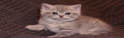 Scottish Fold cats for sale: Gorgeous Scottish Fold and straight kittens - Advert 2