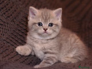 Scottish Fold cats Gorgeous Scottish Fold and straight kittens - Advert 3