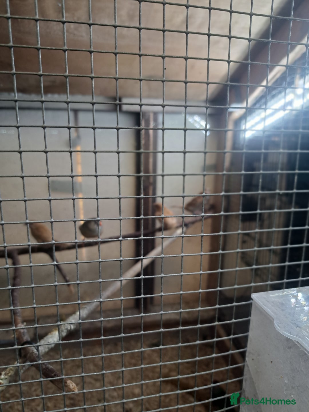 Finches birds for sale: Bengalese and pair of zebra finch  - Advert 2