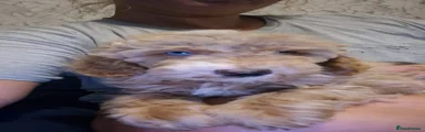 Cockapoo 2