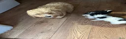 Cavapoo dogs for sale: Beautiful Cavapoo pups sale  - Advert 12