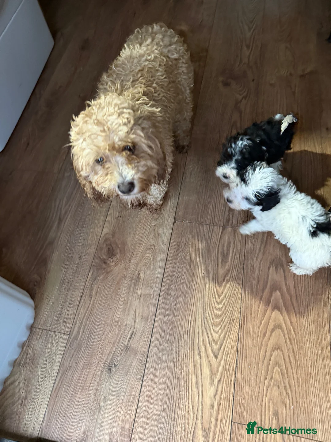 Cavapoo dogs for sale: Beautiful Cavapoo pups sale  - Advert 12