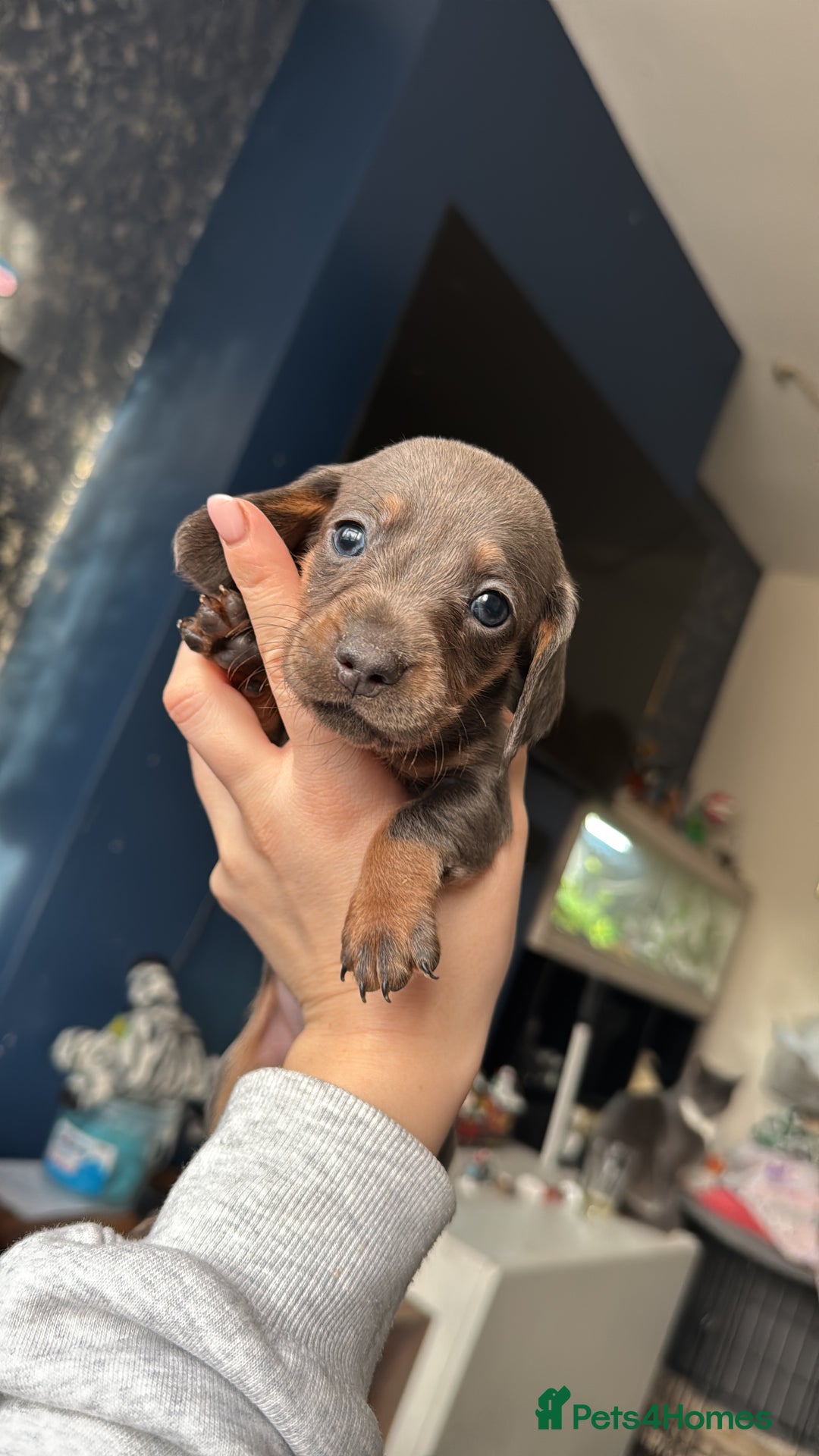 Dachshund dogs for sale: STUNNING dashaunds!!  - Advert 13