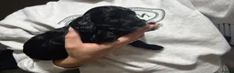 Cockapoo dogs for sale: Beautiful cockapoo puppies black black/white - Advert 4