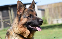 German Shepherd dogs for sale: German Shepherd Dog. - Image 6