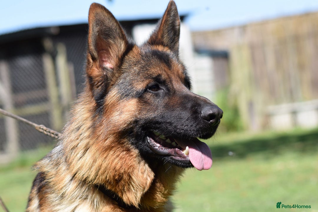 German Shepherd dogs for sale: German Shepherd Dog. - Image 6