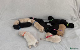 Labrador Retriever dogs for sale: Stunning Labrador Puppies - Image 15