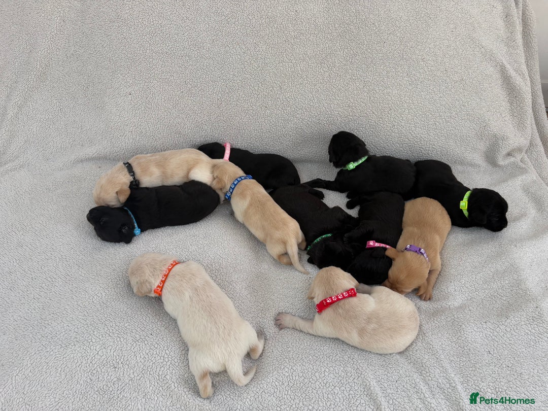 Labrador Retriever dogs for sale: Stunning Labrador Puppies - Image 15