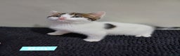 Mixed Breed cats for sale: Ready Tabby & White kitties - Advert 5