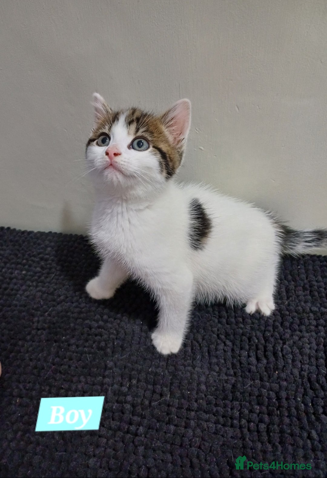 Mixed Breed cats for sale: Ready Tabby & White kitties - Advert 5