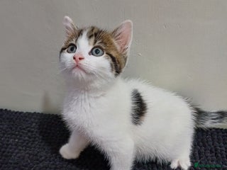 Mixed Breed cats Ready Tabby & White kitties - Advert 18
