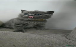 British Shorthair cats for sale: British Shorthair  kittens  - Image 5
