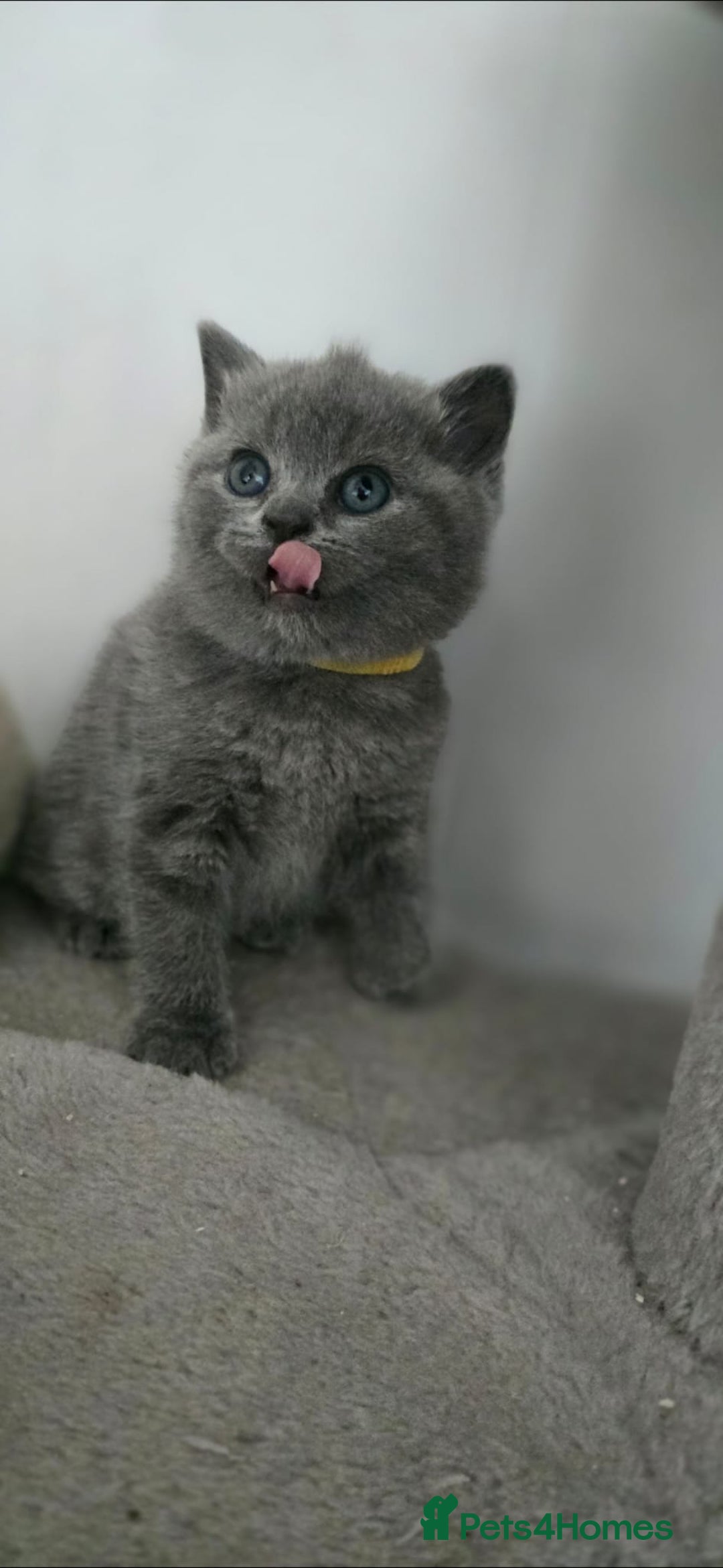 British Shorthair cats for sale: British Shorthair  kittens  - Image 5